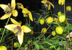Clematis Seeds - 15 Pack Aztek Yellow Perennial Vine - GroCo