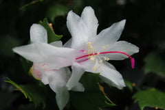 Christmas Cactus Starter Plant - Arctic Ice - Schlumbergera - Healthy Well-Rooted Indoor Plant