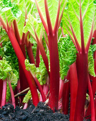 Victoria Rhubarb Crown Seeds - 50+ Seeds for Planting - Red Swiss Chard Vegetable Seed - Rheum x hybridum