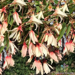 25+ Million Kisses Elegance Begonia Seeds - Garden Plant Seeds - Begonia x tuberhybrida - USA - Free Shipping