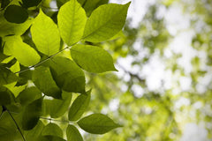 White Ash Tree Sapling - Fraxinus americana - Ready to Plant for Landscaping and Shade