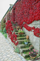Boston Ivy Seeds - 10 Pre-Stratified Seeds - Parthenocissus tricuspidata - Free Shipping!