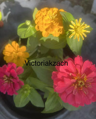Zinnia Seeds Mix - California Giant Flowers - Colorful Blooms for Easy Gardening - Perfect for Butterflies - Zinnia elegans