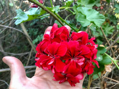Vivid Red Pelargonium Peltatum Ivy Geranium Live Plant Starter Cuttings - 3 x 6"