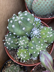 Echinopsis "Domino" Cactus Cluster Plant in 6 Inch Pot - Beautiful Succulent Greenhouse Plant