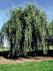 Gold Weeping Curly Willow Tree Cutting - Exotic Rare Willow - Salix babylonica 'Gold Weeping' - Unique Ornamental Plant