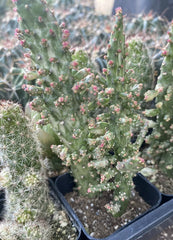 Variegated Joseph's Coat Cactus 2 Inch Pot - Opuntia monacantha Variegata - Colorful Indoor Succulent Plant
