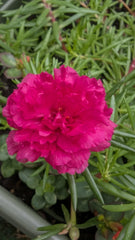 Hot Pink Double Bloom Cuttings - Unrooted Portulaca Moss Rose - 10 Pieces - Ideal for Gardens and Pots