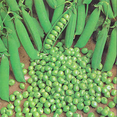 Green Arrow Pea Seeds 25 Ct Heirloom Non-GMO Pod Peas for Vegetable Garden (Pisum sativum)