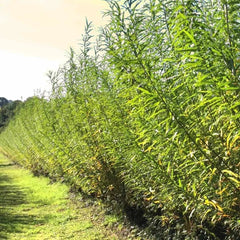 Austree Hybrid Willow Hedge Cuttings - 25 Fast Growing Privacy Trees - Ideal for Landscaping and Privacy Screens (Salix × sepulcralis)