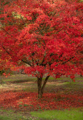Red Paperbark Maple Seeds - Acer griseum - 5 Pack, Hardy Tree Seeds, Unique Bark, Free Shipping