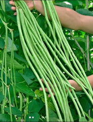 Yard Long Bean Seeds | 50+ Non-GMO String Bean Seeds | Green Sitaw | Vigna unguiculata subsp. sesquipedalis