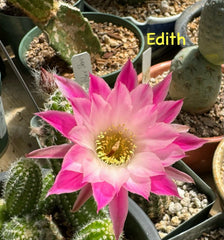 Peanut Cactus Plant - EDITH Chamaecereus European Hybrid - Rooted Succulent, Unique Cactus Variety