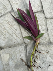 6 Dwarf Oyster Plants Bare Root | Moses in the Basket | Tradescantia spathacea Boat Lily | Live Plants for Garden or Indoors