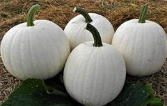 Casper White Pumpkin Seeds 5 Seeds Non-GMO Organic Cucurbita pepo