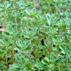 Common Thyme Seeds 500+ Organic Perennial Herb for Garden & Container - Thymus vulgaris