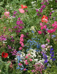 Wildflower Mix Shade 1000 Seeds Perennials 16 Species Non-GMO Pollinators Native Plants for Gardens