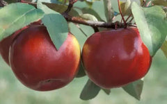 Snow Sweet Apple Seeds - 25+ Pack for Garden Planting - Malus domestica - USA Grown - Organic Seedlings Available