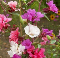 Clarkia Flower Seeds 1000+ Annual Garden Seeds Mixed Colors Godetia