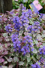 Ajuga Reptans 'Burgundy Glow' Groundcover Plant 4" Pot - Burgundy & Cream Variegated Foliage with Purple-Blue Flowers