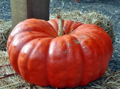 Cinderella Pumpkin Seeds - Fresh Seed for Planting - Heirloom Variety - Cucurbita pepo