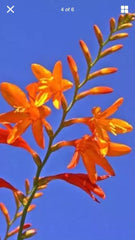 15 Live Crocosmia Masoniorum Bulbs - Bright Orange Flowering Perennial - Thrives in Zones 6-9 - Summer Garden Plants