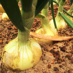 Vidalia Onion Seeds - Yellow Granex Variety - Noonday Sweet - Perfect for 2025 Planting - Allium cepa