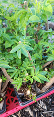 Black Elderberry Plants - 2 Live Bush Cuttings - Sambucus - Rooted for Home Gardening