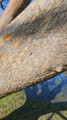 Chinese Elm Tree Seeds - Ulmus parvifolia - Hardy Deciduous Tree for Bonsai and Landscaping