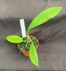 Hoya Treubiana Rooted Plant 2.5" Pot Live Houseplant