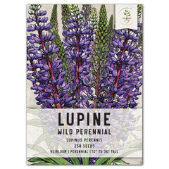 Wild Perennial Lupine Seeds for Planting - Lupinus perennis - Blue Flowering Native Plant Seeds