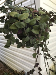 Tradescantia BUNNY BELLIES Cuttings 5 Pieces 6”+ Long Wondering Jew Plant Unrooted Green & Purple Foliage