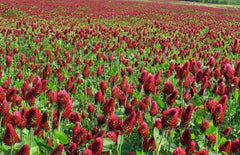 Clover Seeds - 1000+ Crimson Red Flower Seeds - Nitrogen-Fixing Legume for Pollinators - Non-GMO Trifolium incarnatum