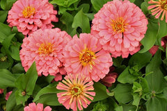 Magellan Salmon Zinnia Seeds - 100+ Pack for Garden Planting - Zinnia elegans - USA Grown, Free Shipping