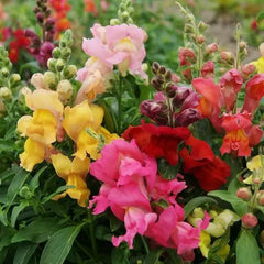 Snapdragon Seeds - MAGIC CARPET MIX - MultiColored Blooms for Butterflies - Non-GMO - 1000 Seeds