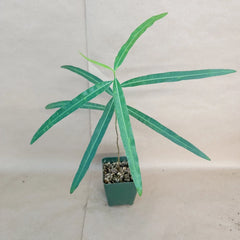 Brachychiton rupestris Bottle Tree | Rare Australian Succulent | 4" Pot | Unique Indoor Plant