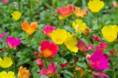 Moss Rose Seeds - 1,000 Count - Colorful Portulaca Grandiflora Flowers for Planting