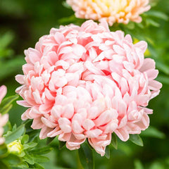 Peony Seeds - Duchess Apricot Variety - Non-GMO - Paeony 1233