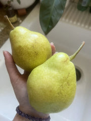 Bartlett Pear Seeds - 5 Pack, Green Fruit, Easy Grow Edible, Non-GMO, Perfect for Smoothies, Pyrus communis