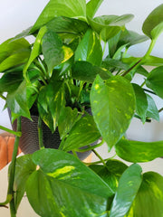Pothos Cuttings - 3 Fresh Unrooted Cuttings - Hawaiian Variety - Epipremnum aureum