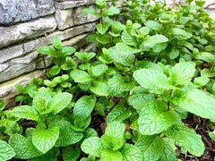 Mint Seeds - 500+ Count - Fresh Culinary Herb - Mentha spp. - 2024 Harvest - USA Grown