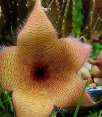 XLARGE Stapelia Gigantea Cutting - Huge 6" Flower, Lifesaver Plant, 6" Long - Unique Succulent for Home Decor