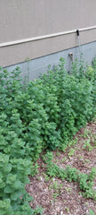 Apple Mint Tea Plants - 4-Pack - Smoky Mountains Variety - Mentha suaveolens