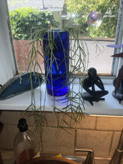 Hoya Linearis Cuttings - 3” Rooted Plant in Pot - Uncommon Houseplant - Perfect for Indoor Decor