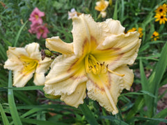 Daylily Bareroot Plant - Hemerocallis 'Camden Queen' - One Mature Eye