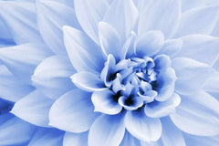Polar Bear Dahlia Flower Seeds - 50 Seeds - White Blooms - Made in USA, Ships from Iowa