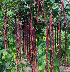 Red Noodle Yard Long Bean Seeds | Chinese Purple Cowpea | 2025 Heirloom Asian Vegetable Seeds