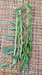 String of Bananas Cuttings 5X Unrooted 4" Easy Care Senecio radicans
