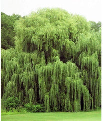 Weeping Willow Trees - 2 Pack - Golden Variety - Salix babylonica