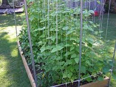 Kentucky Wonder Pole Bean Seeds - Premium Fresh Heirloom Variety - Most Popular Pole Bean (Phaseolus vulgaris)